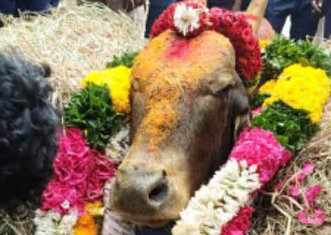 கிருஷ்ணகிரியில் இளைஞர் ஒருவர் துன்புறுத்தியதில் இறந்த காளைக்கு இறுதி சடங்குகள் செய்யப்பட்டு அடக்கம் செய்தனர்.