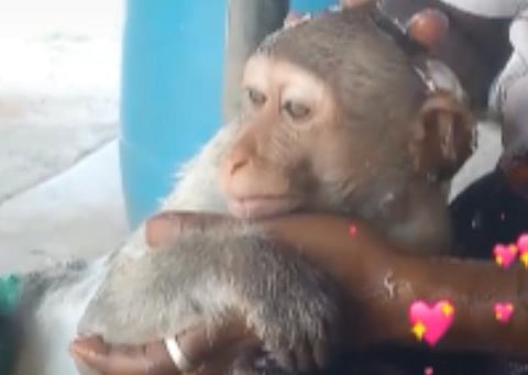 குரங்கை வைத்து டிக் டாக்கில் வீடியோ
