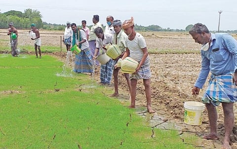 கண்டியூரில் காய்ந்துவரும் நாற்றங்காலைக் காப்பாற்ற குடம், வாளிகளில் தண்ணீர் கொண்டுவந்து ஊற்றும் விவசாயிகள்.﻿﻿