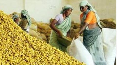 கரோனா காலத்தில் கைகொடுக்கும் மஞ்சள்: விவசாயிகள் ஆர்வம்