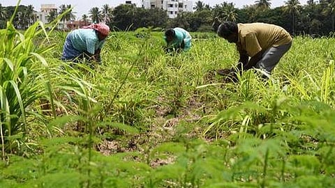 மதுரை மாவட்டத்திற்கு ரூ.6.95 கோடி ஒதுக்கீடு: இயற்கை விவசாயத்தை ஊக்குவிக்க ஹெக்டேருக்கு ரூ.4000 ஊக்கத்தொகை- விவசாயிகளுக்கு தோட்டக்கலைத்துறை அழைப்பு 