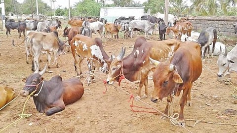 கரோனாவால் முடங்கிய கால்நடை வளர்ப்புத் தொழில்: 7% வட்டியில் ரூ.2 லட்சம் கடன்- முதன்முறையாக மதுரையில் தொடக்கம்  