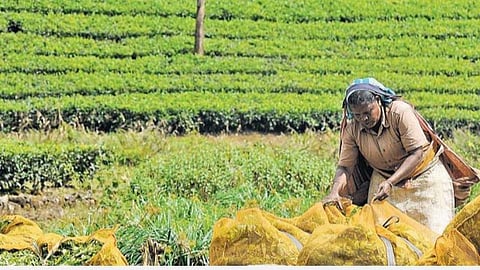 சனிக்கிழமைகளில் மதியம் 2.30 மணி வரை மட்டும் வேலை!- ஞாயிறு பொதுமுடக்கத்தால் வால்பாறை எஸ்டேட் நிர்வாகங்கள் முடிவு
