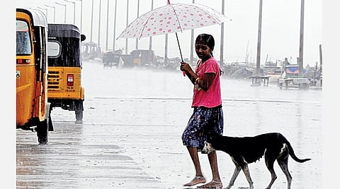 பட்டினப்பாக்கம் கடற்கரை சாலையில் தனது செல்லப் பிராணி மழையில் நனையாமல் தடுக்க குடை பிடித்தபடி அழைத்துச் செல்லும் சிறுமி.