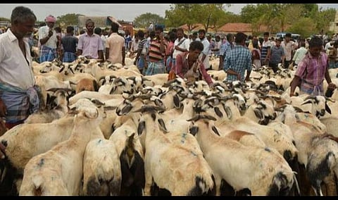 பக்ரீத் பண்டிகை; குர்பானி ஆடுகள் விற்பனைக்கு அரசு அனுமதி அளிக்க வேண்டும்: தமிழ்நாடு முஸ்லிம் லீக் கோரிக்கை