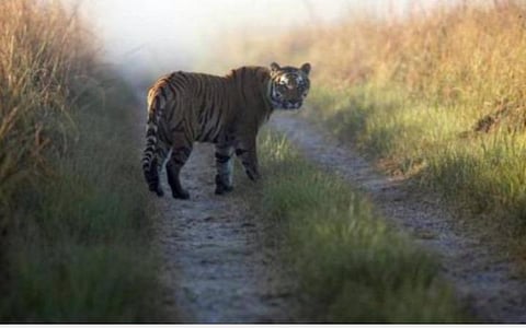 உலகின் மிகப்பெரிய புலிகள் கணக்கெடுப்பு; விவரங்களை வெளியிடுகிறார் பிரகாஷ் ஜவடேகர்
