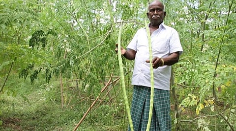 சின்னாளபட்டியில் விளைந்துள்ள 5 அடி நீள முருங்கைக்காய்கள்: இஸ்ரேல் தொழில்நுட்பத்தைப் பின்பற்றி பயனடைந்த விவசாயி 