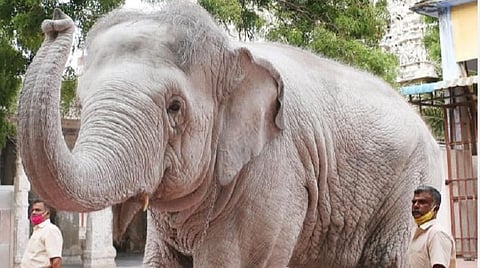 திருச்செந்துர் கோயிலில் வெள்ளை யானை வீதி உலா