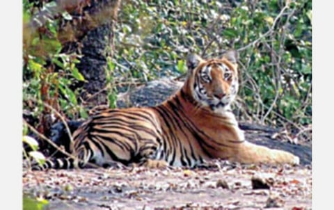 ஆனைமலை புலிகள் காப்பகத்தில் உலவும் கம்பீரமான ஆண் புலி.