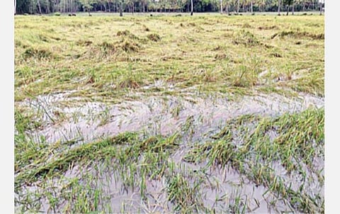 நாகை மாவட்டம் திருமருகலை அடுத்துள்ள போலகத்தில் மழையால் நீரில் சாய்ந்துள்ள குறுவை நெற்பயிர்கள்.