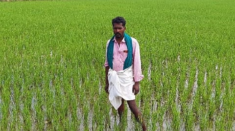 சிவகங்கை மாவட்டம் சிங்கம்புணரி அருகே உலகம்பட்டியில் நாட்டு ரக பூங்காறு நெல் பயிருடன் விவசாயி சிவராமன்.