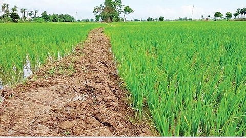 கரீஃப் பருவப் பயிர் சாகுபடி: நாடுமுழுவதும் 13.92% அதிகம்