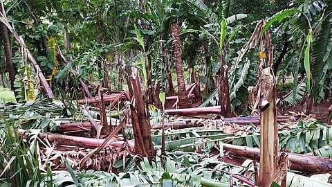 தென்மேற்கு பருவமழை தீவிரம்; தென்காசி வடகரை பகுதியில் ஆயிரக்கணக்கான வாழைமரங்கள் சேதம்: நிவாரணம் கோரும் விவசாயிகள்
