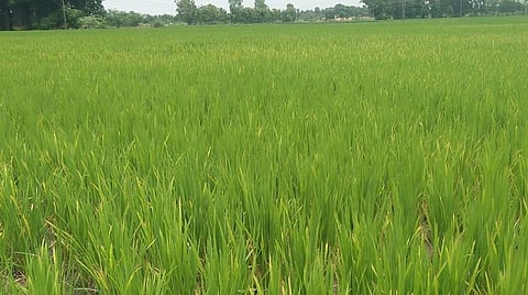 பிரதிநிதித்துவப் படம்