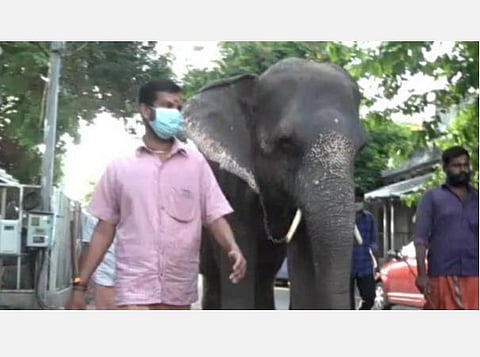 புதுச்சேரி மணக்குள விநாயகர் கோயில் யானை லட்சுமி பராமரிப்பு; பீட்டா பொதுநல வழக்கு: அரசுக்கு உயர் நீதிமன்றம் நோட்டீஸ் 