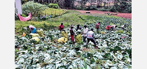உதகை அருகே எல்லக்கண்டியில் முட்டைகோஸ் பயிர்களை அறுவடை செய்யும் பணியில் ஈடுபட்ட விவசாயத் தொழிலாளர்கள் | படம்:ஆர்.டி.சிவசங்கர்.﻿