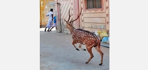 வி.களத்தூர் கிராமத்துக்குள் நேற்று புகுந்த புள்ளிமானை கண்டு பயந்து ஓடும் பொதுமக்கள்.﻿﻿