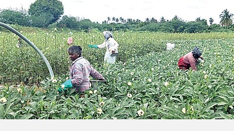 திருவள்ளூர் மாவட்டம், ஆர்.கே.பேட்டை ஊராட்சி ஒன்றிய பகுதியில் காய்கறி அறுவடை செய்யும் பணியில் ஈடுபட்டுள்ள விவசாயிகள்.