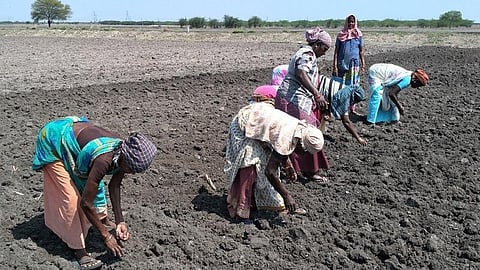 எட்டயபுரம் அருகே மாசார்பட்டி கிராமத்தில் உள்ள மானாவாரி நிலத்தில் முதற்கட்டமாக மக்காச்சோளம் விதைகள் ஊன்றுவதற்கு முன் இயற்கை வணங்கிய விவசாய தொழிலாளர்கள்.