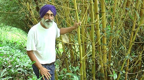 மூங்கில் வளர்க்கும் கரண் தீப் சிங்.