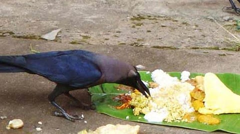 மகாளயபட்சம்... சனிக்கிழமை... காகத்துக்கு உணவு! 