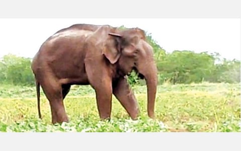 கோவை வனப் பகுதியையொட்டியுள்ள பகுதிகளில் வாயில் காயத்துடன் சுற்றி வரும் ‘மக்னா' யானை.﻿