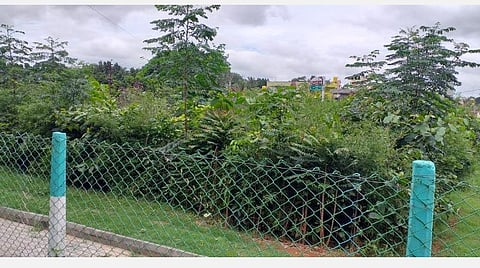 ஓசூர் - தளி சாலையில் 12 ஆயிரம் சதுர அடி பரப்பளவில்  உருவாக்கப்பட்டுள்ள குறுங்காடு | படம்: ஜோதி ரவிசுகுமார்.