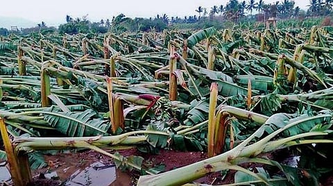 வறட்சியை விட அதிக மழைதான் விவசாயிகளின் தற்கொலைக்கு காரணம்: இந்திய - வெளிநாட்டு பல்கலை. ஆய்வில் தகவல்