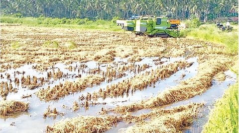 கன்னியாகுமரி மாவட்டத்தில் கனமழையால் பெரியகுளம் ஏலாவில் நெல் அறுவடை பணி பாதிக்கப்பட்டு இயந்திரங்கள் வயலோரம் நிறுத்தப்பட்டுள்ளன. நெற்பயிர்களும் வீணாகி வருகின்றன.  		                  படம்: எல்.மோகன்.
