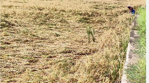 குமரியில் நீடிக்கும் கனமழை; மழைநீரில் சிக்கிய நெற்பயிர்களை அறுவடை செய்யமுடியாமல் விவசாயிகள் தவிப்பு