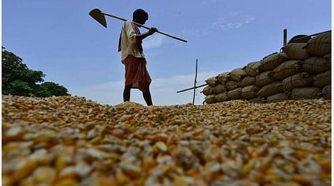 விவசாயிகள் போராட்டம் எதிரொலி: அரசின் குறைந்தபட்ச ஆதரவு விலை உயர்வு
