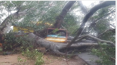 குமரியில் கனமழை; தாழக்குடியில் சாய்ந்த பழமையான ஆலமரம்: மழை நீரில் மூழ்கிய 300 ஹெக்டேர் நெற்பயிர்கள் 