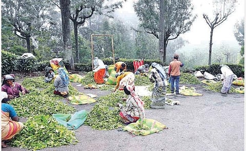 தேயிலையை தரம் பிரிக்கும் தொழிலாளர்கள்.