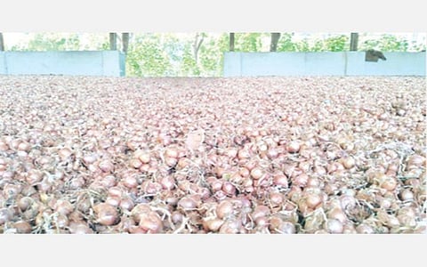 மானாவாரி நிலங்களில்  விதைப்பதற்காக புதூர் ஒழுங்குமுறை விற்பனைக்கூட வளாகத்தில் அமைந்துள்ள உலர்களத்தில் விவசாயிகள் விதை வெங்காயத்தை  காய வைத்துள்ளனர்.