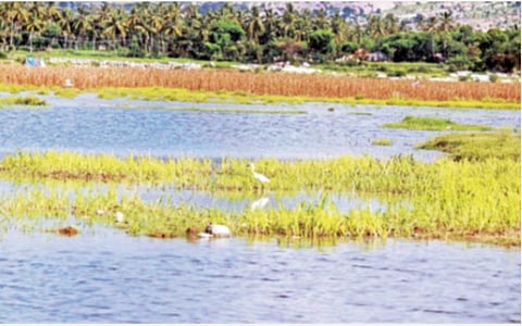 கிருஷ்ணகிரி மாவட்டத்தில் நேற்று முன்தினம் இரவில் கனமழை பெய்தது. கிருஷ்ணகிரி அணைக்கு பின்புறம் உள்ள பகுதியில் விளைநிலங்களில் தேங்கி யுள்ள மழை நீர்.