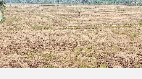கன்னியாகுமரி மாவட்டம் நெல்லிகுளம் ஏலாவில் மழையின்போது அறுவடையான வயல்களில் வைக்கோல் அழிந்து வீணாகியுள்ளது.  படம்: எல்.மோகன்