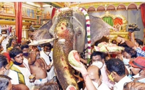 மணக்குள விநாயகர் கோயில் யானை லட்சுமியின் நிலை என்ன? - பராமரிப்பு தொடர்பாக அறிக்கை தாக்கல் செய்ய உத்தரவு