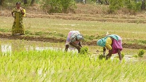 மத்திய, மாநில அரசுகளின் விவசாய திட்டங்களின் பலன்கள் உண்மையான விவசாயிகளை சென்றடைவதில்லை: உயர் நீதிமன்றம் வேதனை