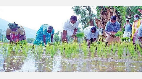 கோவை அருகே சாடிவயல்பதி கிராமத்தில், மலைவாழ்  மக்களுடன் இணைந்து, நாற்றுநடவு செய்த  உள்ளாட்சித் துறை அமைச்சர் எஸ்.பி.வேலுமணி.