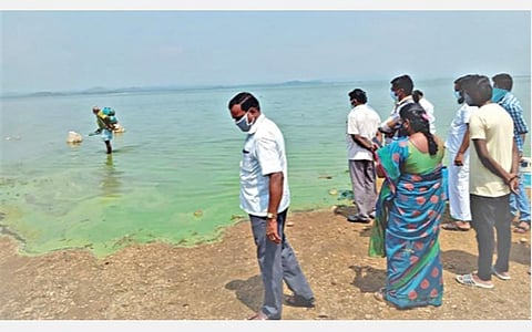 மேட்டூர் அணை பண்ணவாடி நீர்தேக்கப் பகுதியில் படர்ந்துள்ள பாசிப் படலத்தை அகற்றும் பணியை அதிகாரிகள் ஆய்வு செய்தனர்.
