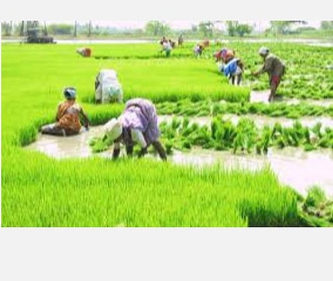 குறைந்தபட்ச ஆதரவு விலையில் அவரை, கொப்பரை, பருத்திக் கொள்முதல்: மத்திய அமைச்சகம் தகவல்
