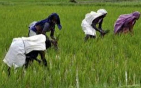 கேரளாவைப் போல் தமிழகத்திலும் நூறு நாள் வேலை திட்டப் பணியாளர்களுக்கு விவசாயப் பணி: தமிழக அரசு பதிலளிக்க உயர் நீதிமன்றம் உத்தரவு