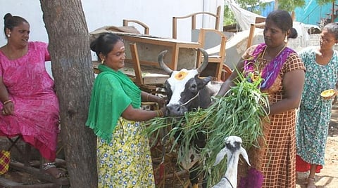 பசுமாடு வளர்த்து பால் வியாபாரம் செய்யும் திருநங்கைகள்: ஊரடங்கால் யாகசம் பெறுவதைக் கைவிட்டு சுய தொழில்
