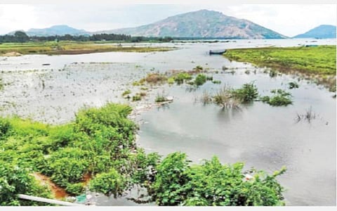 கிருஷ்ணகிரி அணையின் நீர்மட்டம் 46.60 அடியை எட்டியுள்ளதால், அணையின் நீர்த்தேக்கப் பகுதியில் உள்ள விளைநிலங்கள், நீரில் மூழ்கத் தொடங்கியுள்ளன.