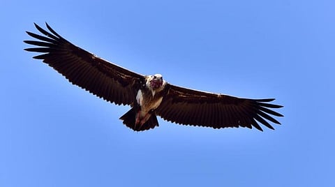 மாயாறு வனப்பகுதியில் காணப்படும் பாறு கழுகுகள்.