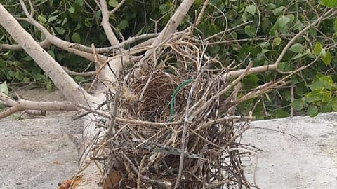 ஸ்மார்ட் சிட்டி திட்டத்திற்காக வைகை வடகரையில் 40 ஆண்டுகள் பழமையான மரம் வெட்டி அகற்றம்: வாழ்விடங்களை இழந்த நூற்றுக்கும் மேற்பட்ட பறவைகள்