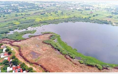 பறவைகள் சரணாலயமாக விளங்கும் நஞ்சராயன் குளத்தில் தேனீக்களுக்காக மலர் வனம் அமைக்க திட்டம்