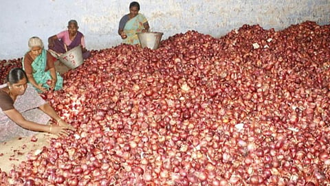 திண்டுக்கல் வெங்காய மார்க்கெட்டிற்கு வந்த எகிப்து வெங்காயத்தை தரம்பிரிக்கும் பணியில் ஈடுபட்டுள்ள தொழிலாளர்கள்.