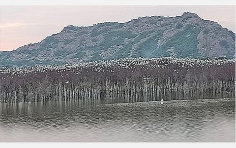 பொன்பத்தி ஏரியில் குவிந்துள்ள பறவைகள்.