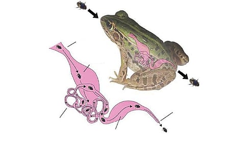 வயிறு